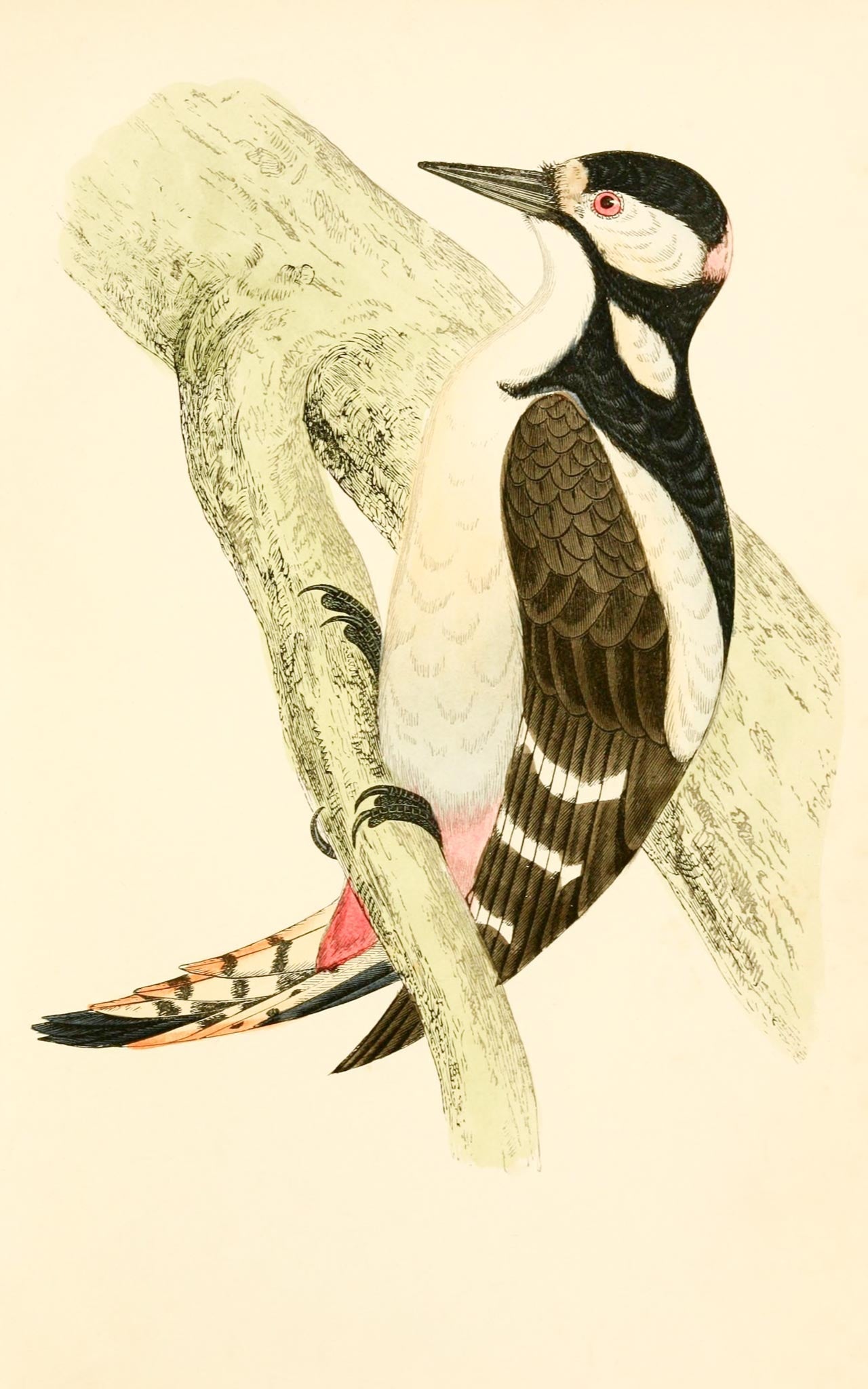 A History of British Birds