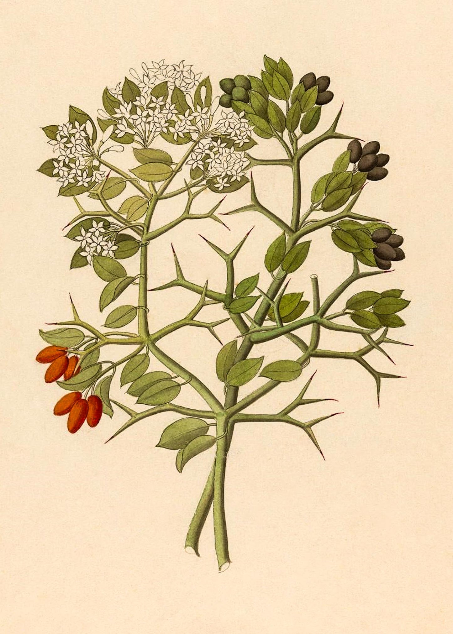 2 Species of Carisfa Arduina (Carissa Haematocarpa)
