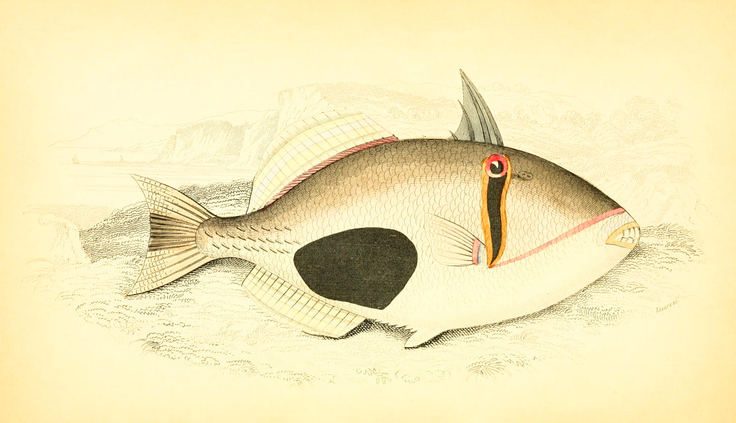 aquatic natural history of fishes 4