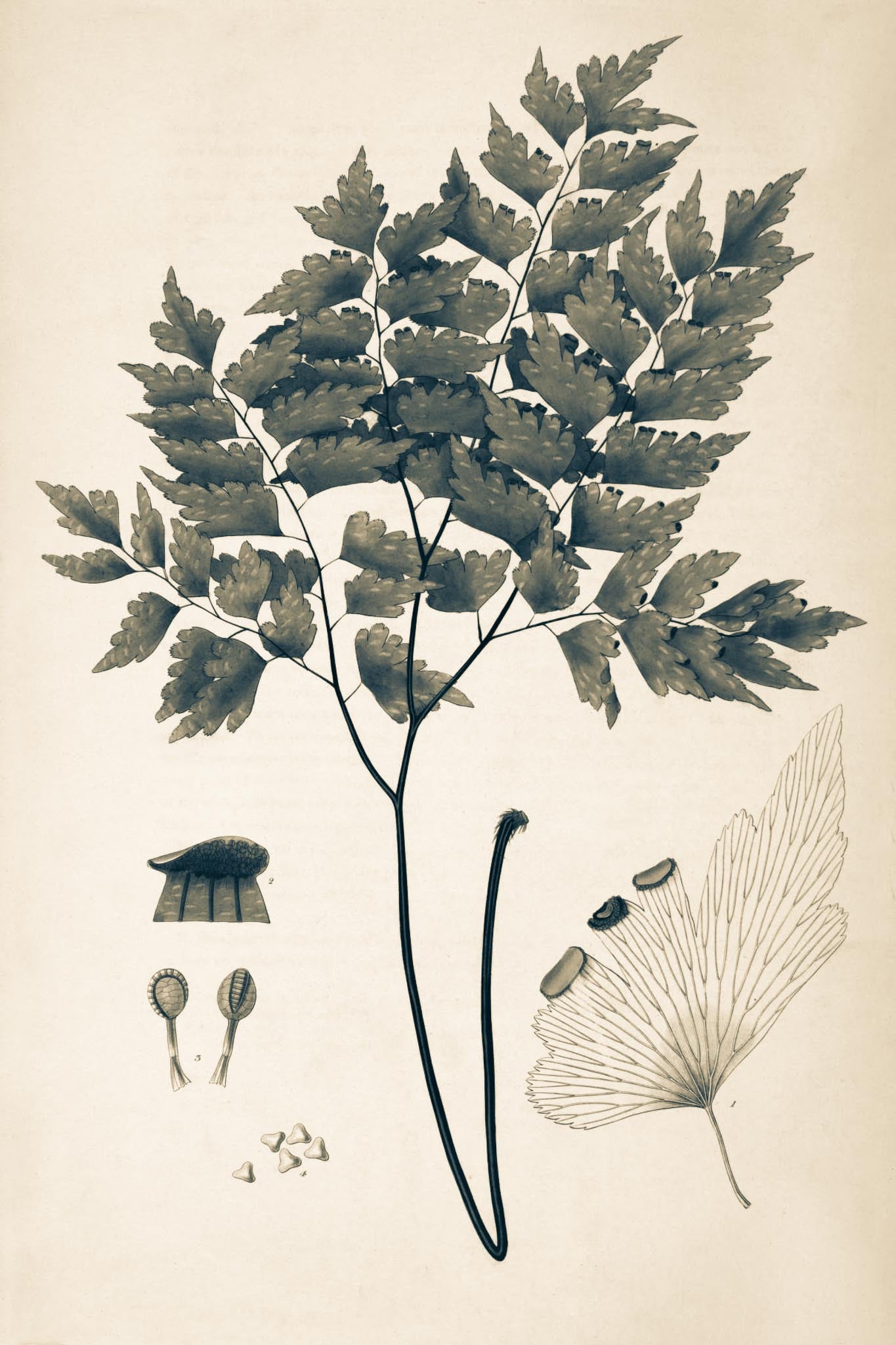 Adiantum Pentadactylon