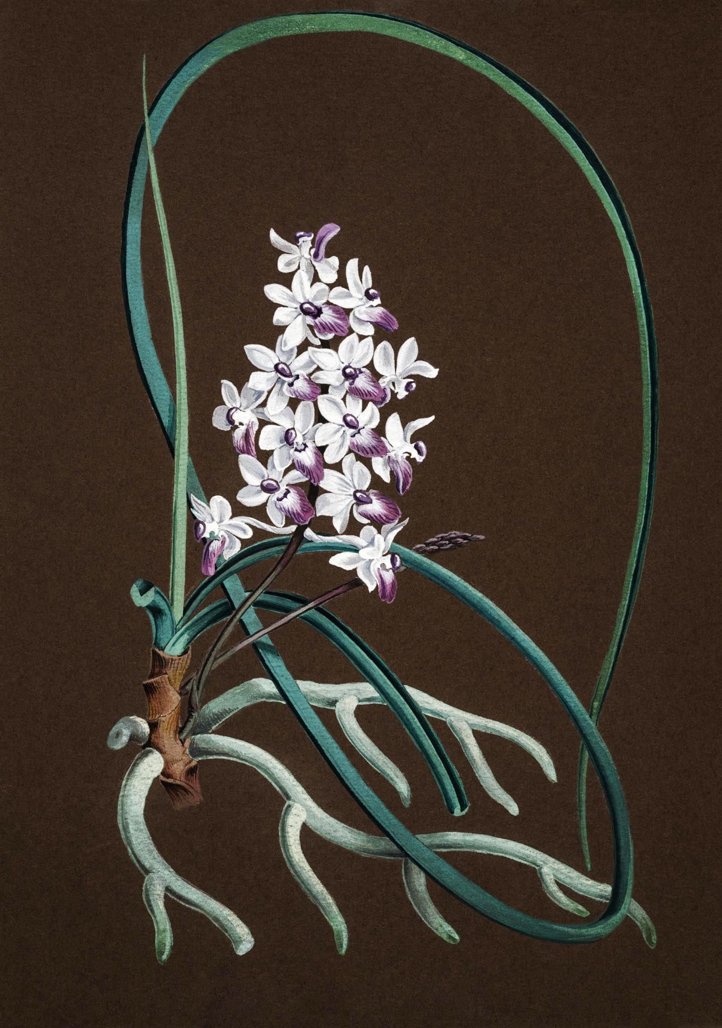 Aerides Mitratum