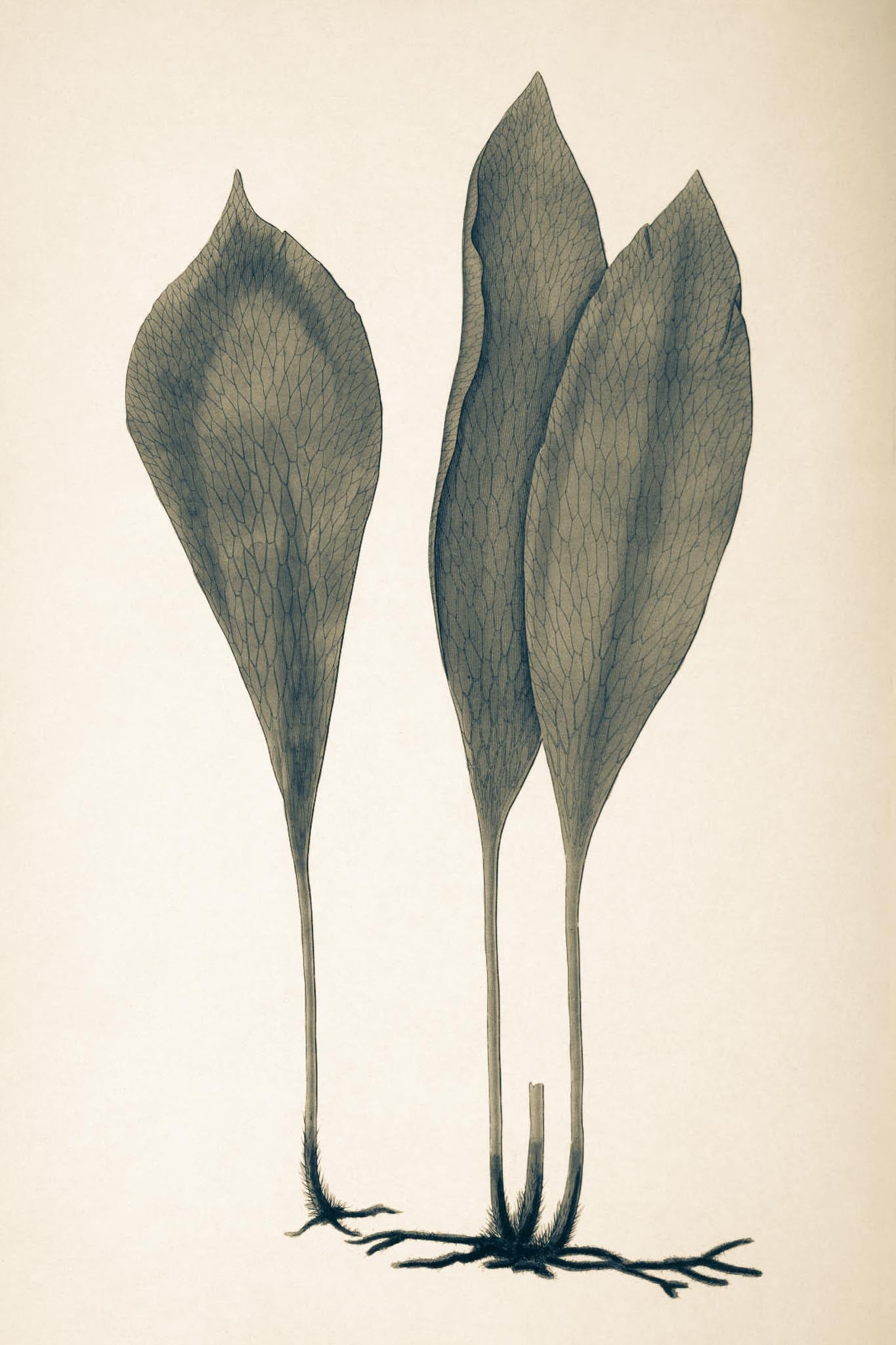 Antrophyum Boryanum