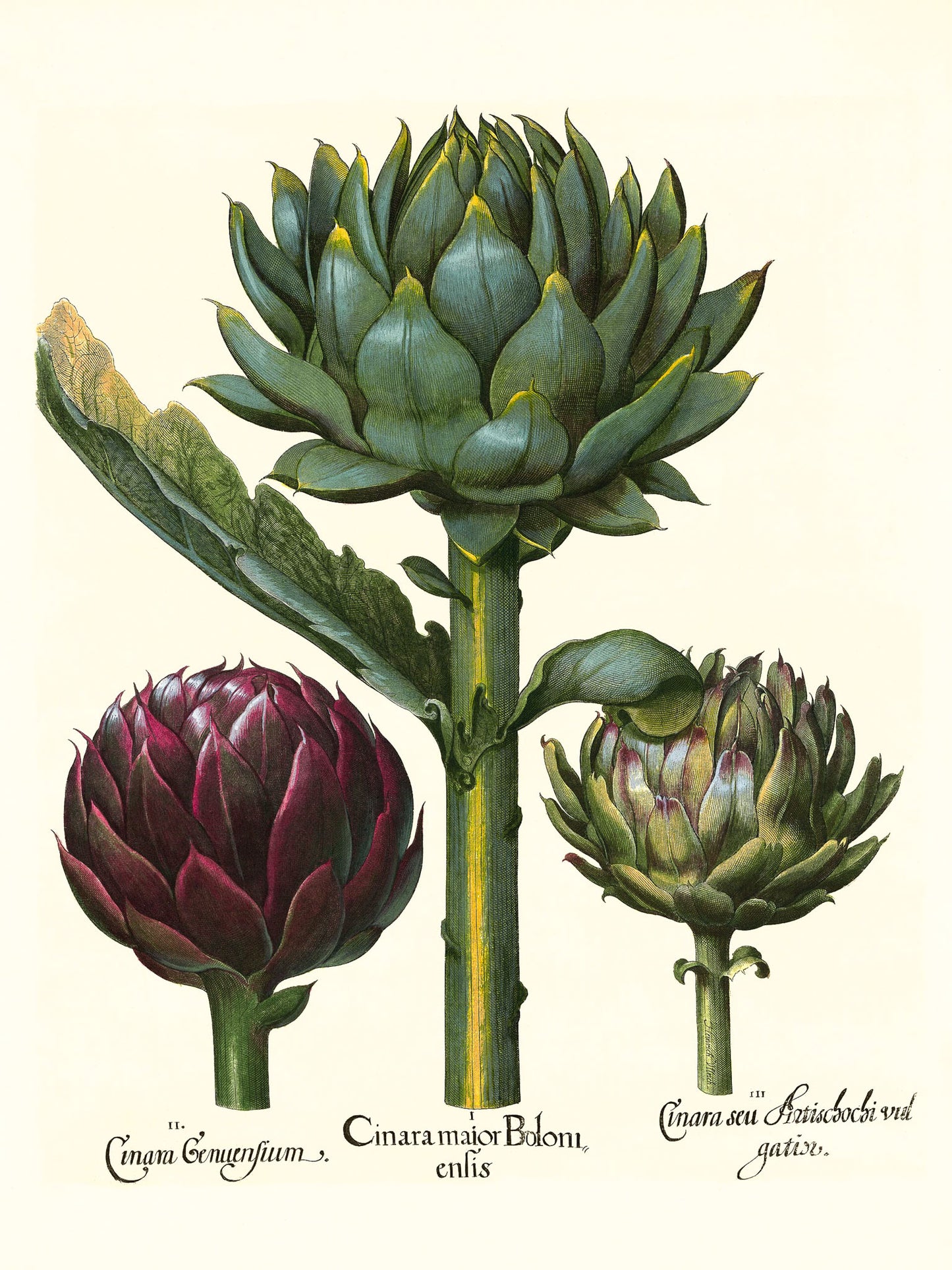 Artichoke heads