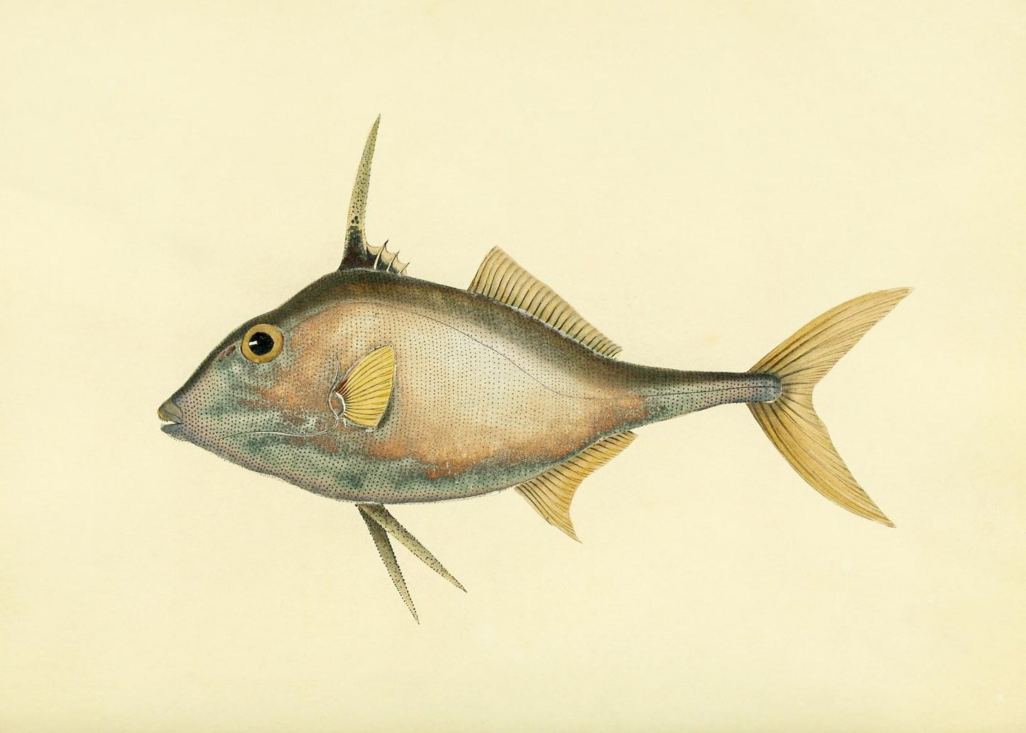 Balistes Biaculeatus