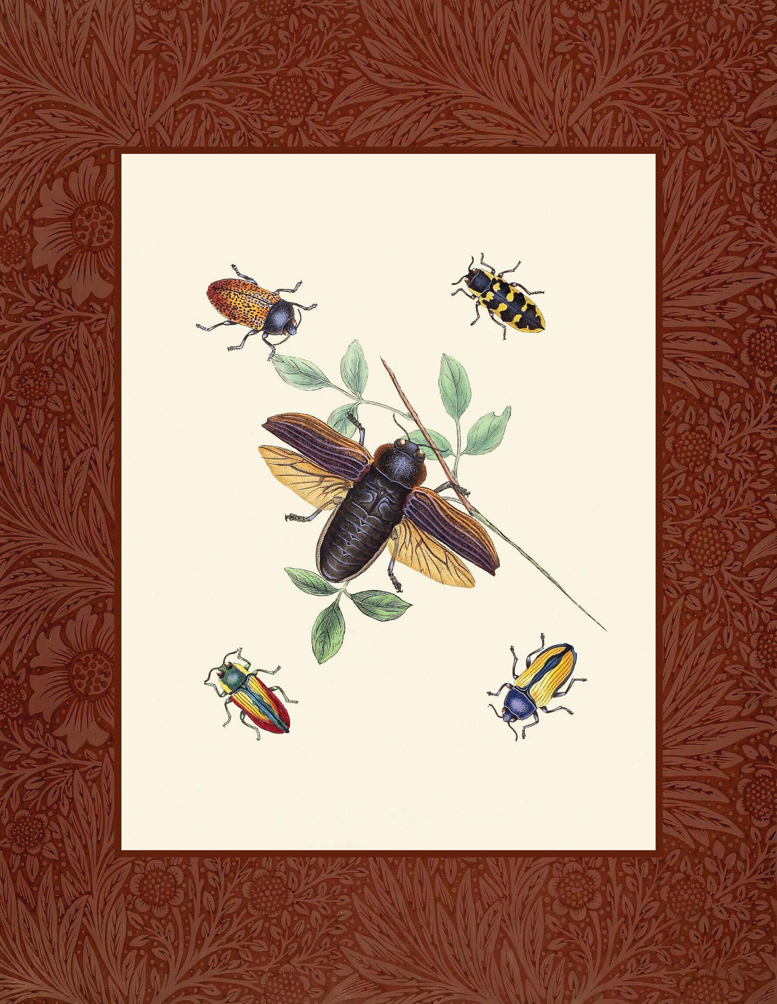 Beetles 3