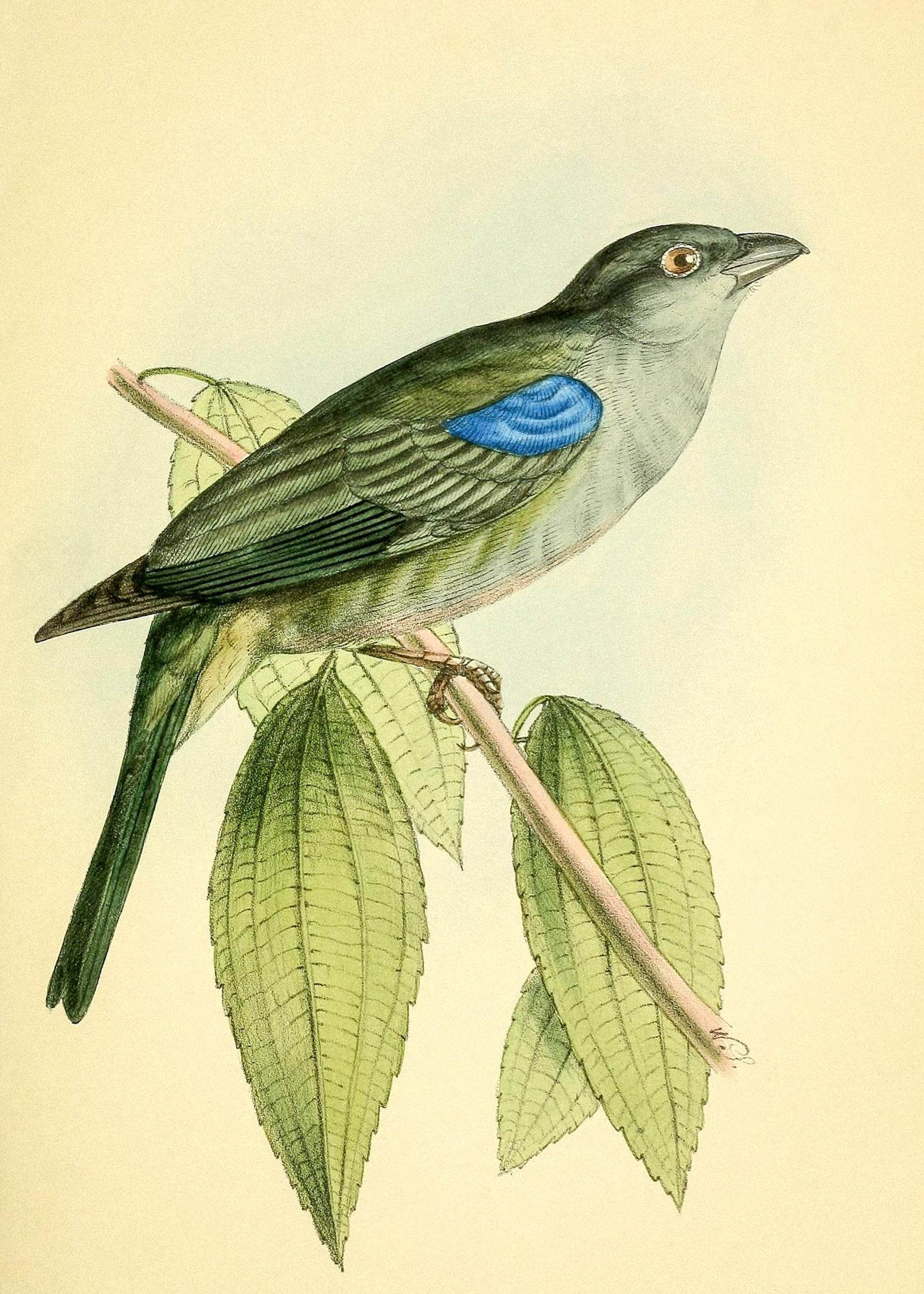 Bishop Tanager