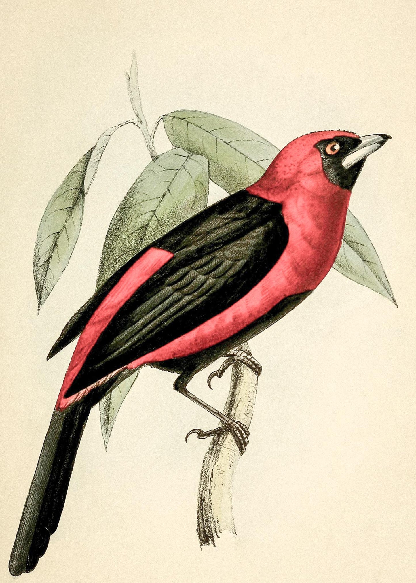Black-Masked Tanager