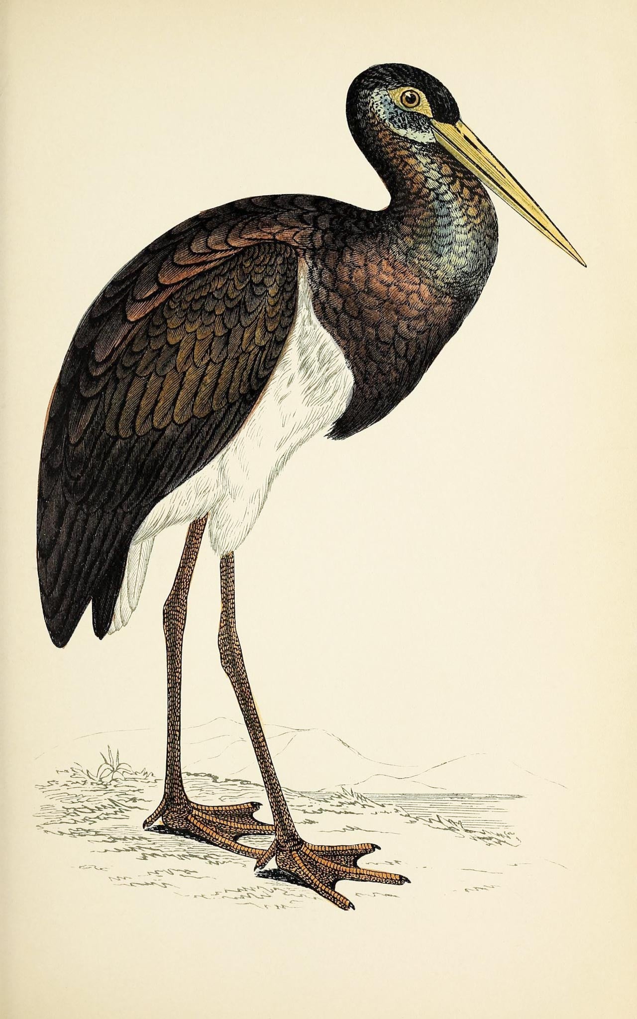 Black Stork
