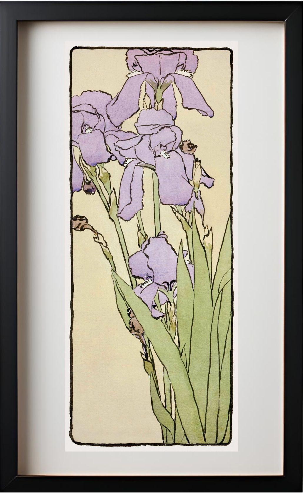 Iris