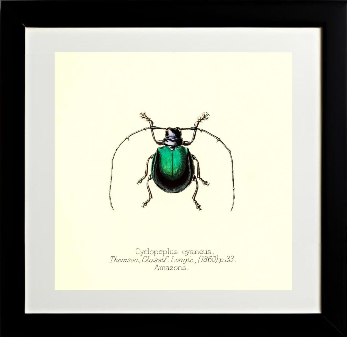 Cyclopeplus Cyaneus