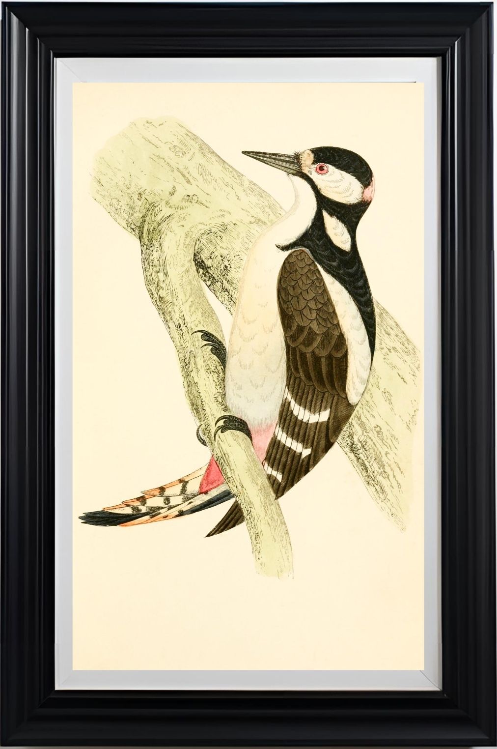Great Spotted Woodpecker