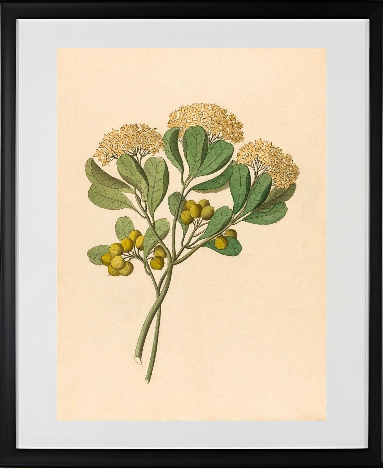Pentandria Mon. (Pittosporum Viridiflorum)
