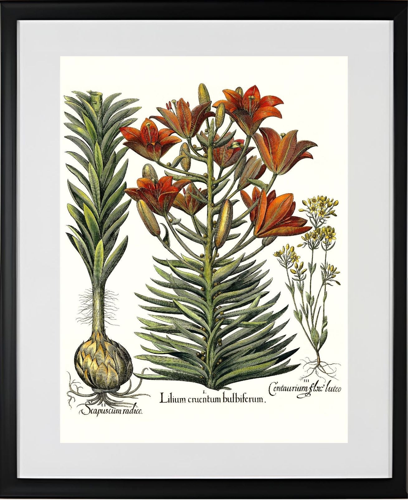 Orange lily with bulbils, Late-blooming blackstonia