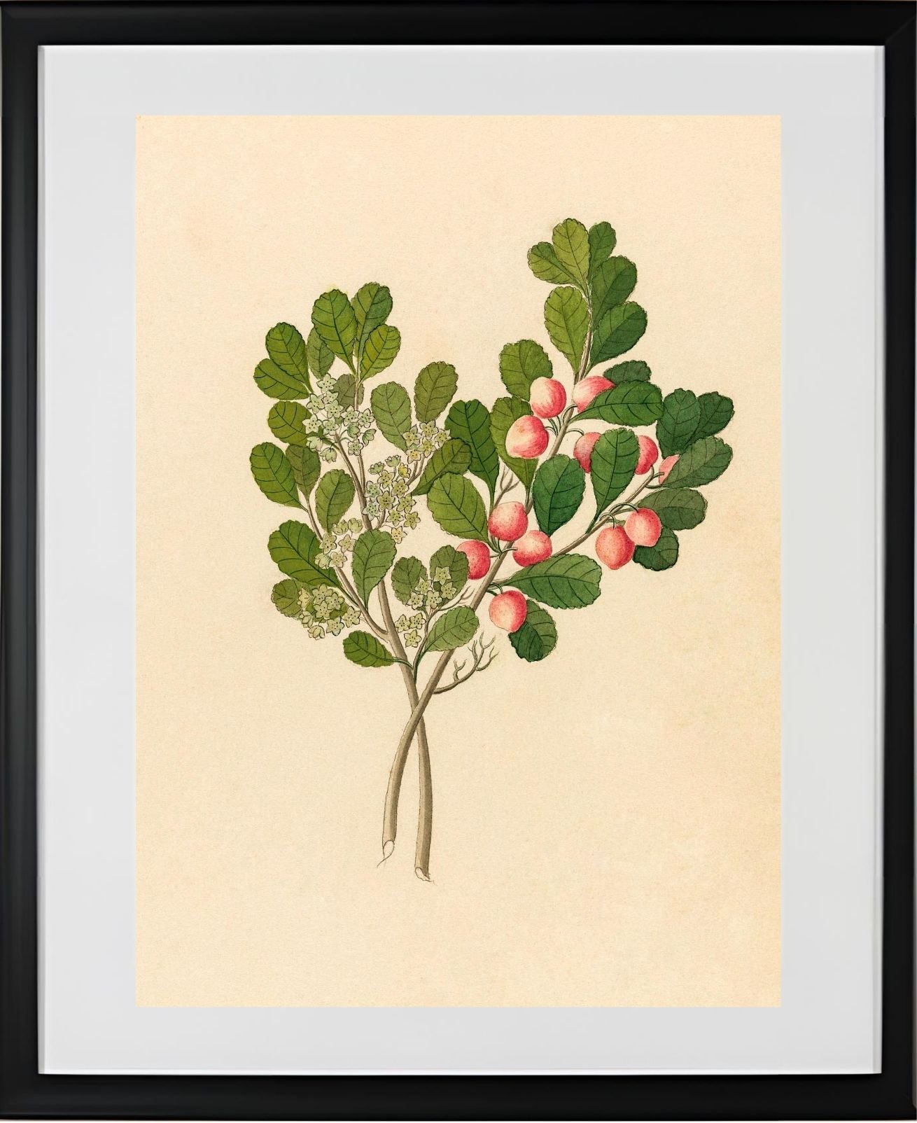Rhamnus (Cassine Aethiopica)