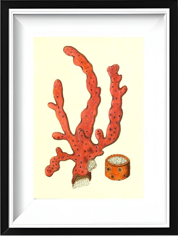 Alcyonium arboreum