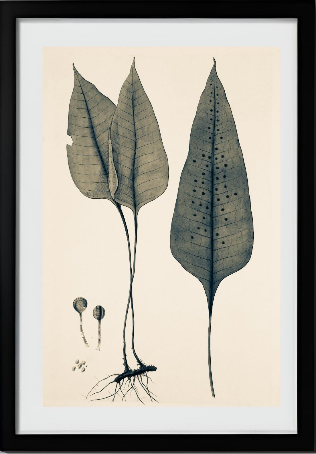 Polypodium Ovatum