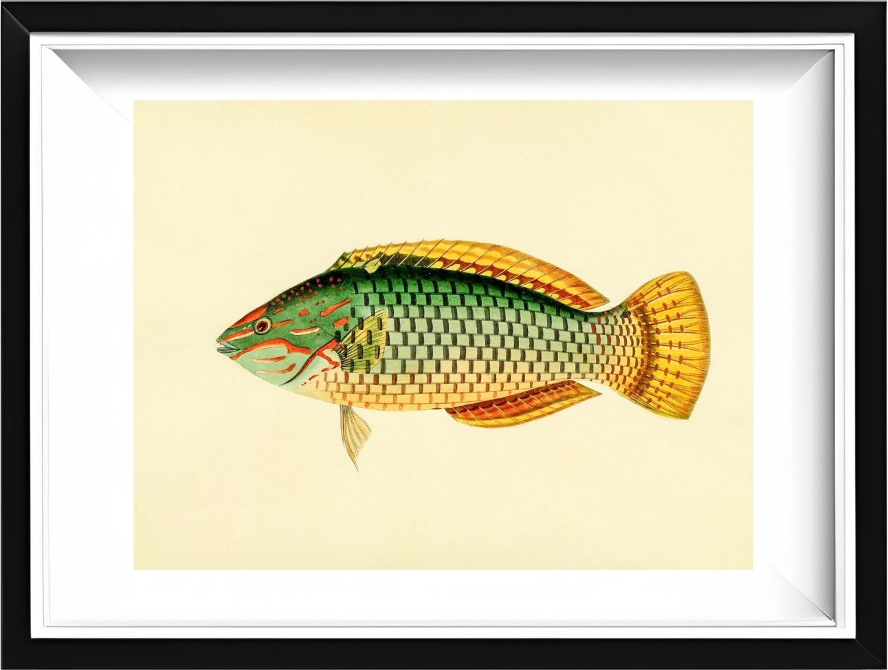 Sparus Decussatus
