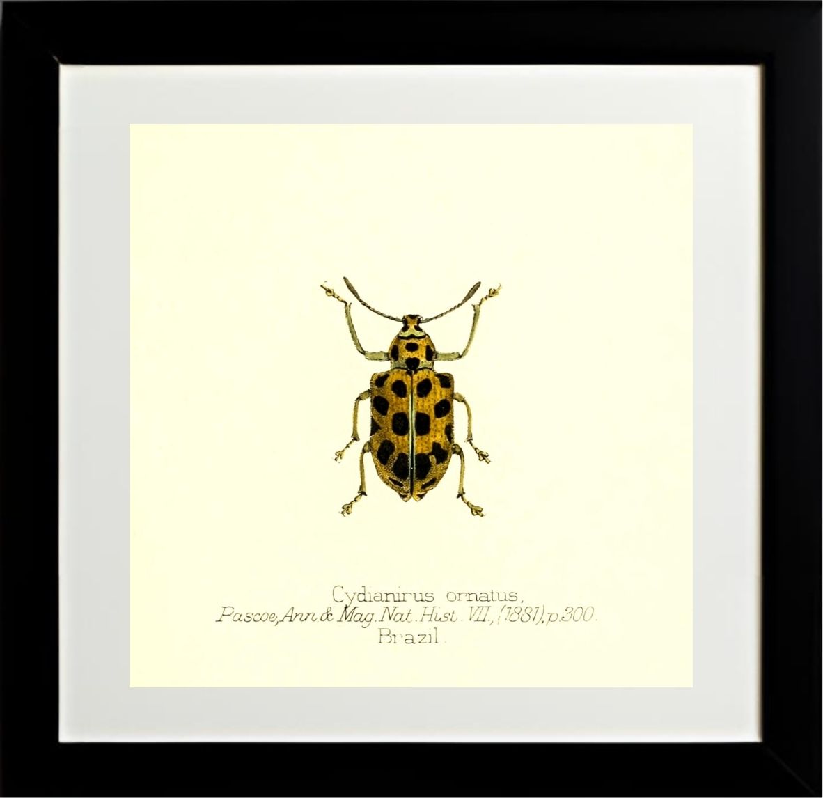 Cydianirus Ornatus