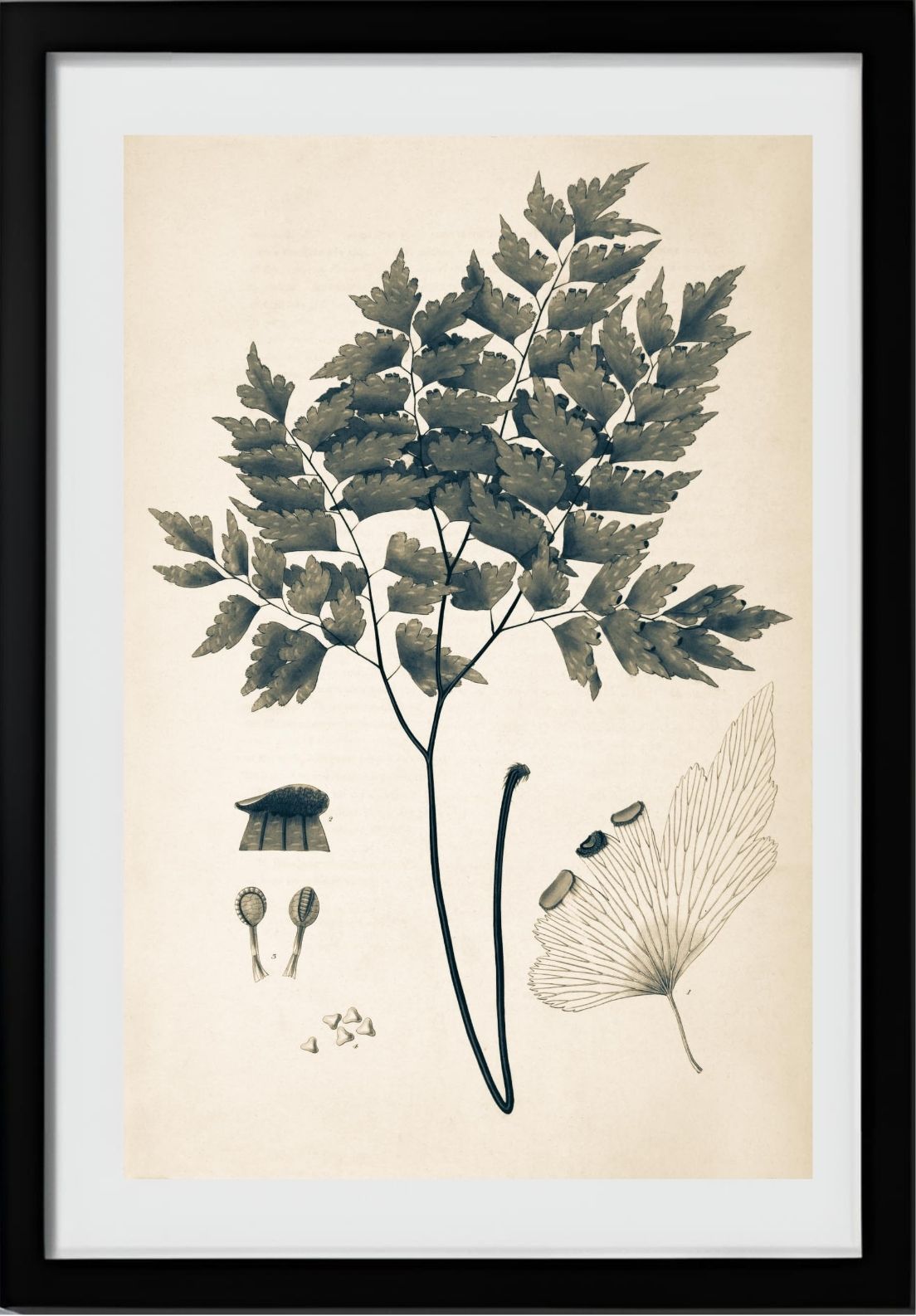 Adiantum Pentadactylon