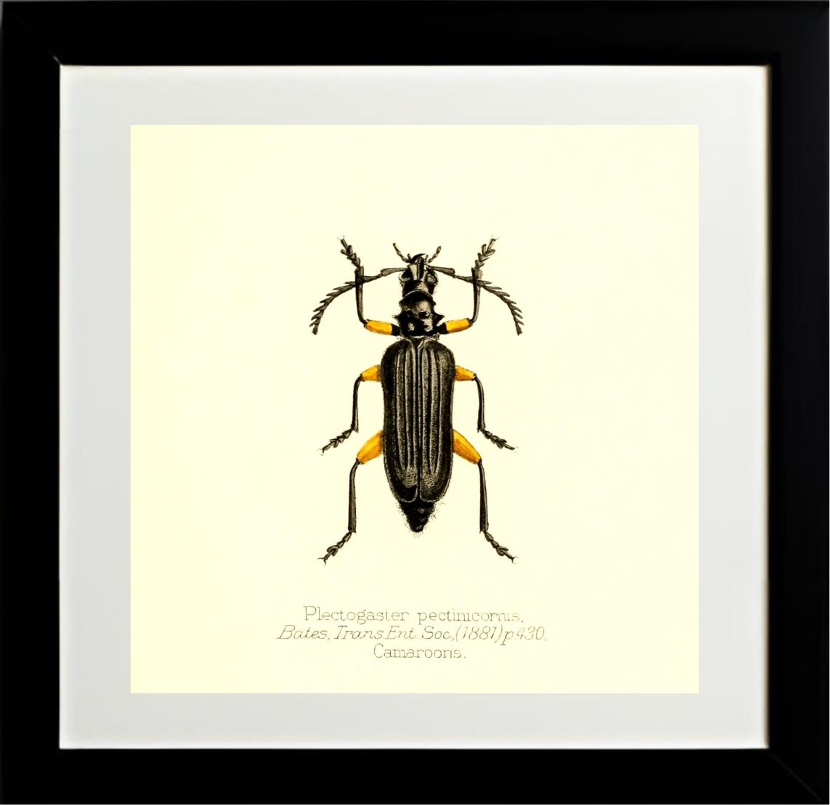 Plectogaster Pectinicornis