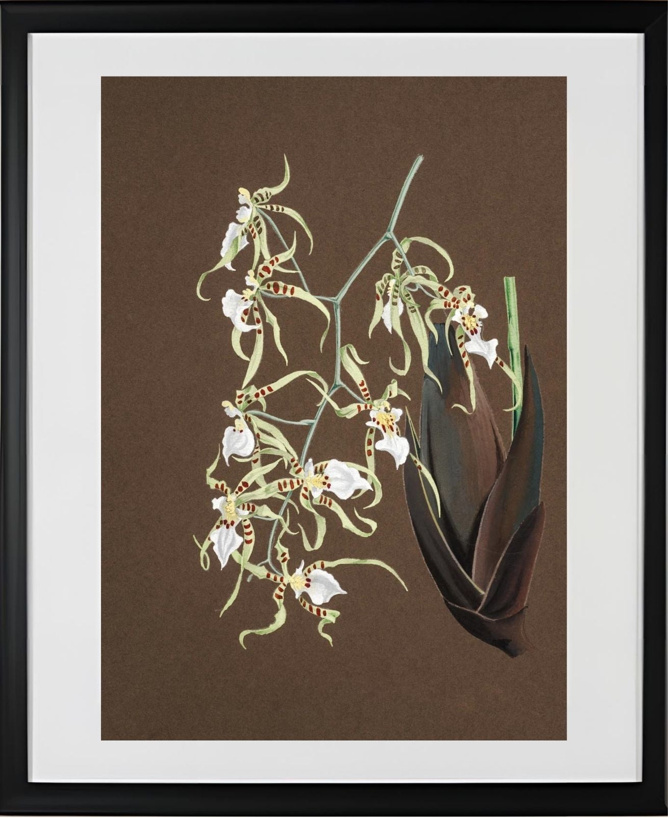 Oncidium Phymatochylum