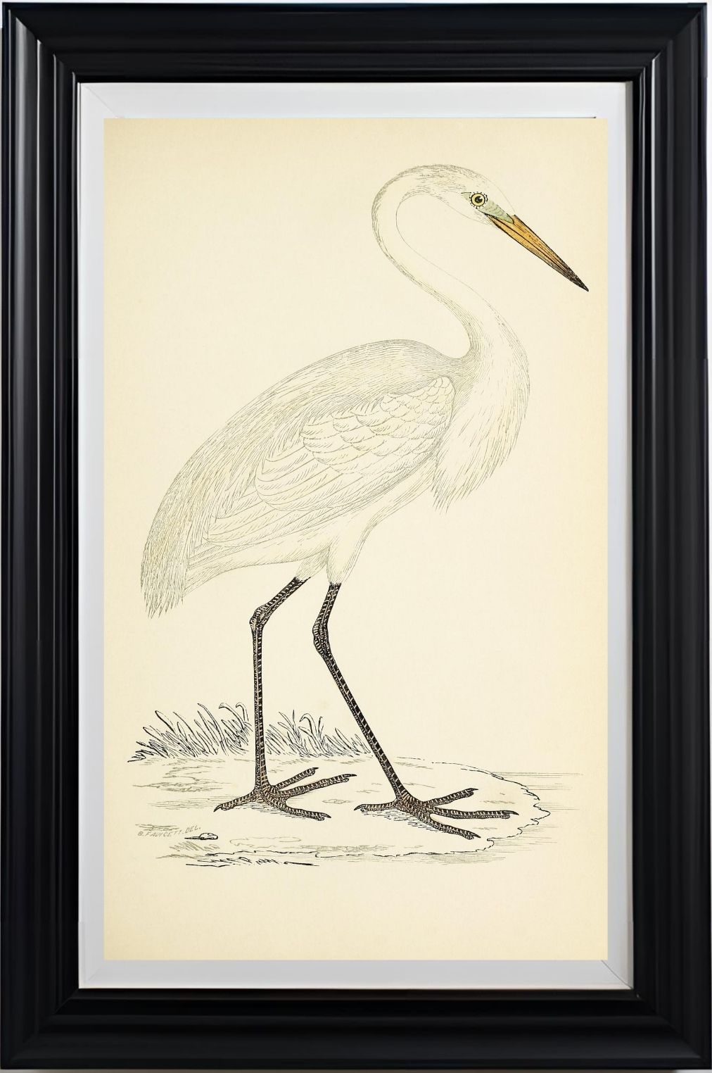 Great White Heron