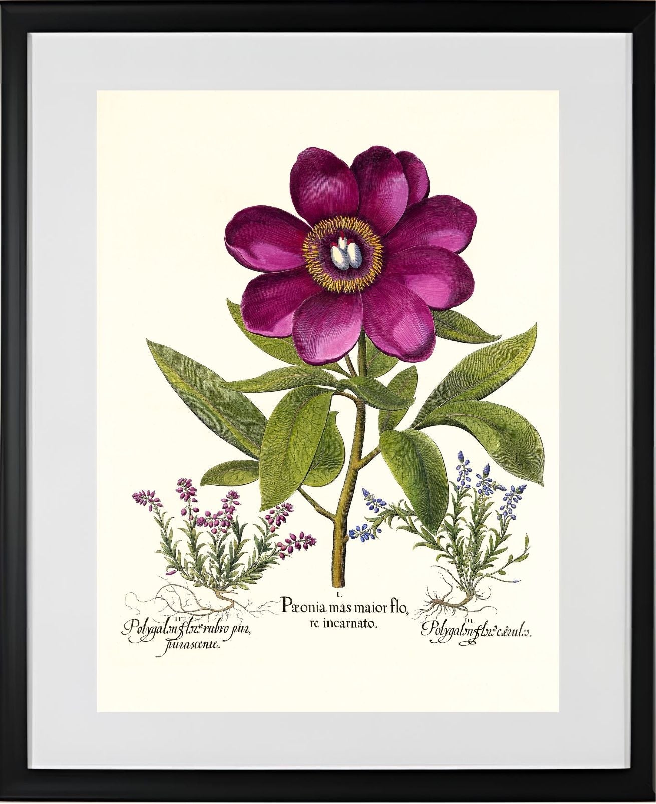 Large crimson corallina peony, Common milkwort