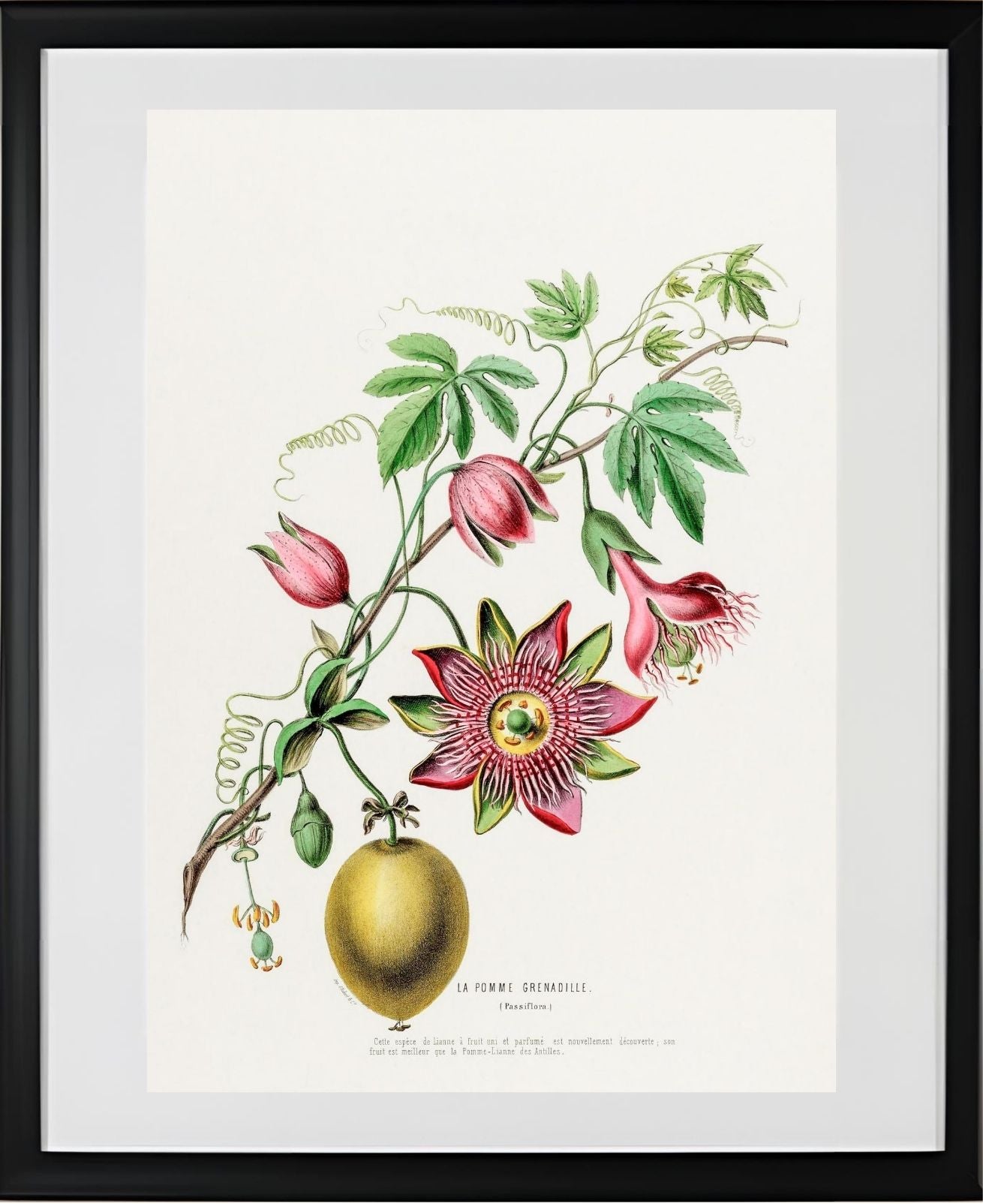 La Pomme Grenadille (Passiflora)