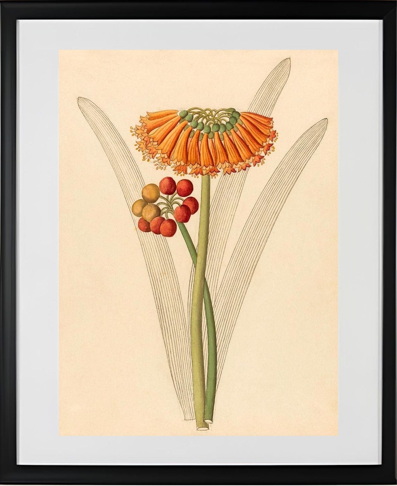 Cyrtanthus (Clivia Nobilis)