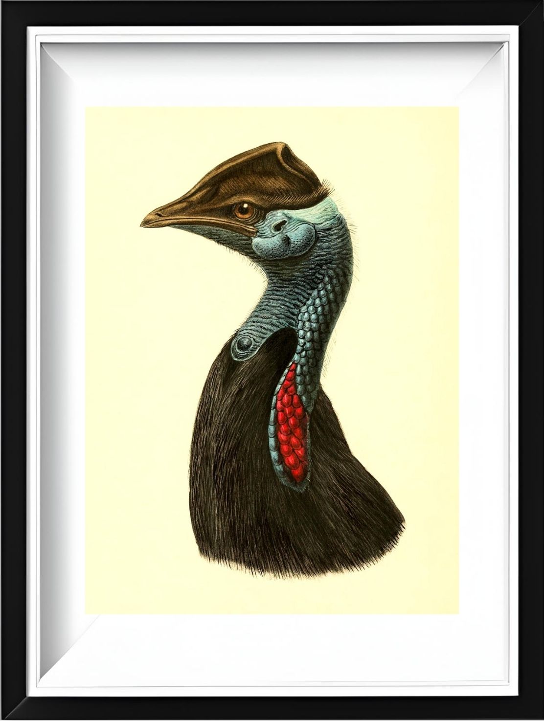 Casuarius Picticollis Hecki