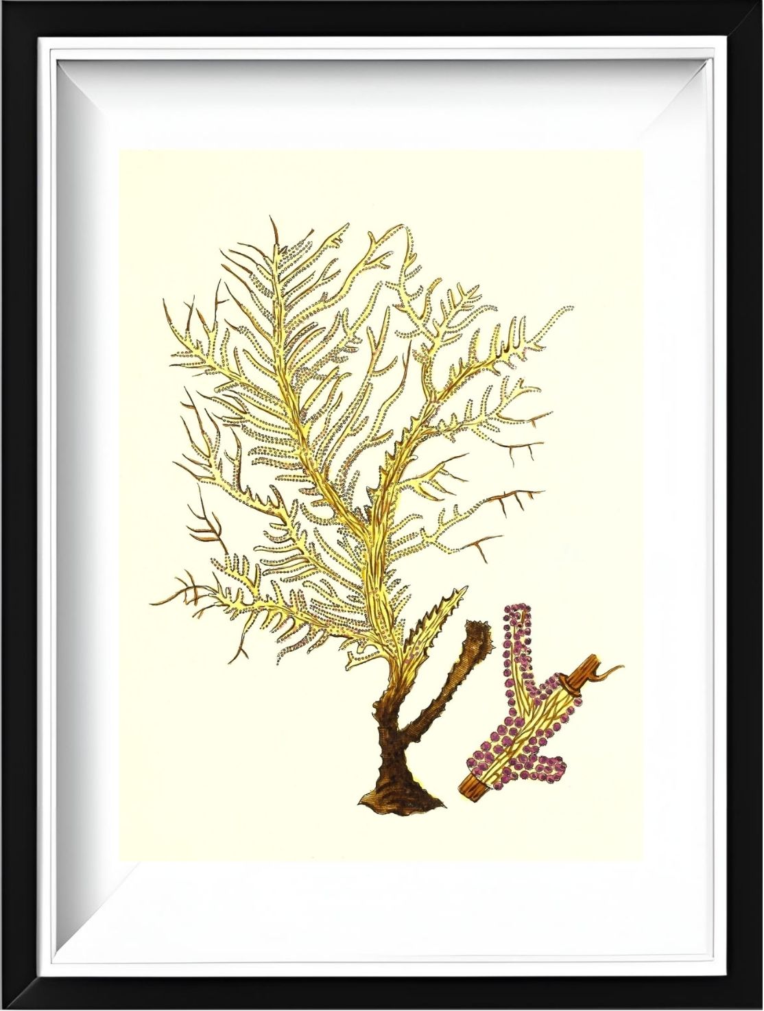 Gorgonia petechizans