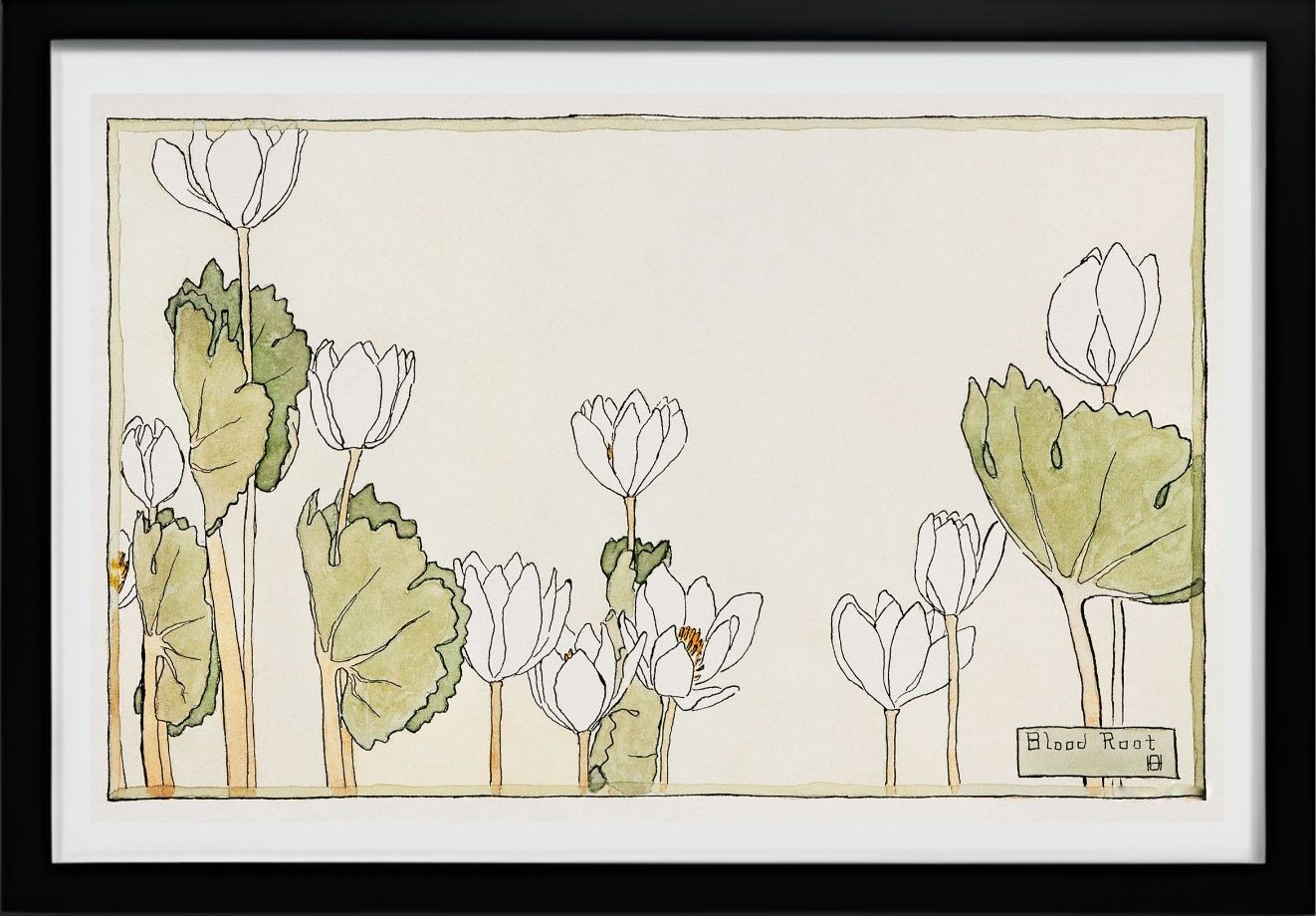 Blood Root