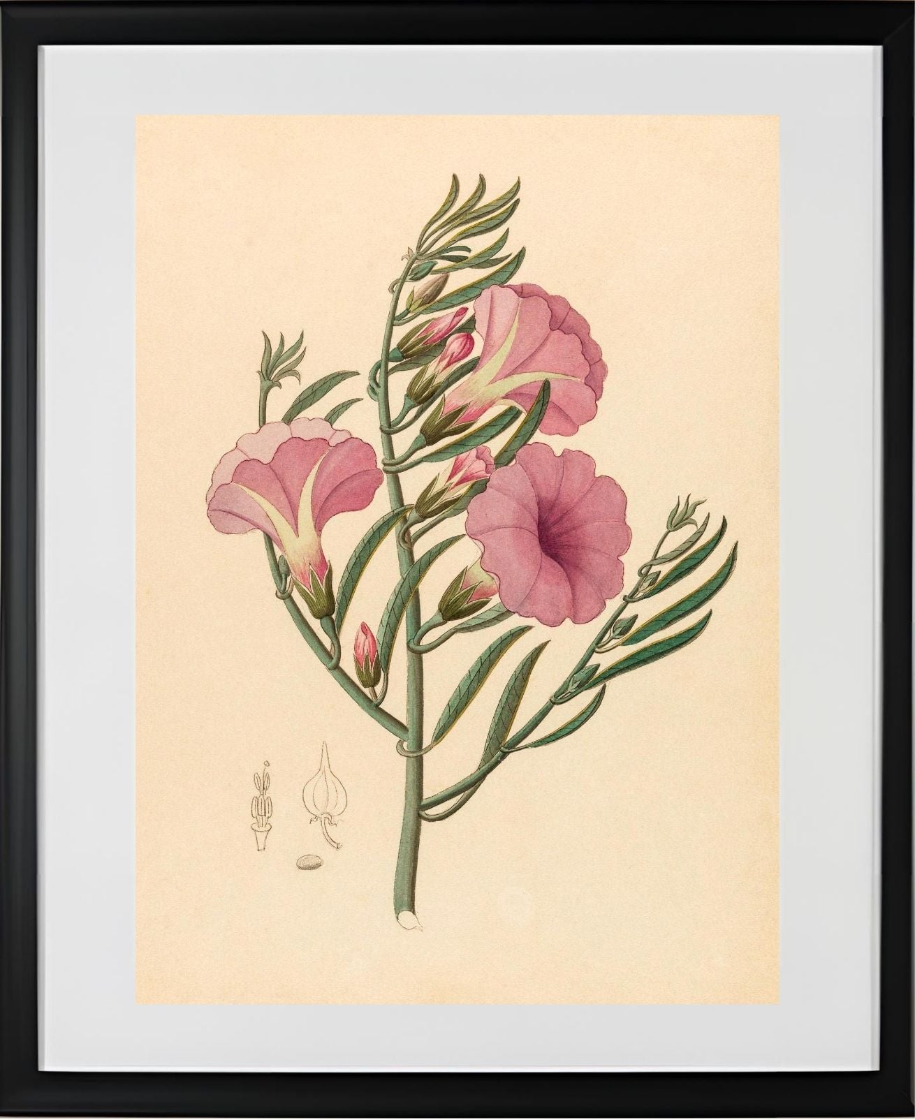 Convolvulus (Ipomoea Oenotheroides)