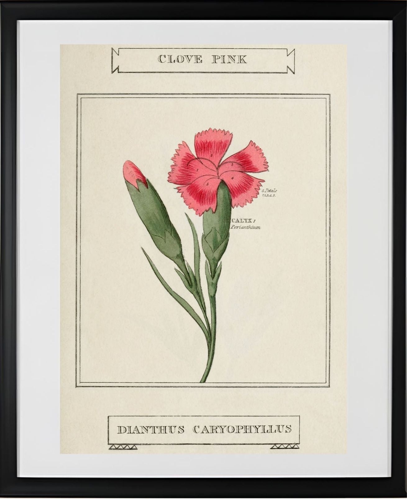Clove Pink