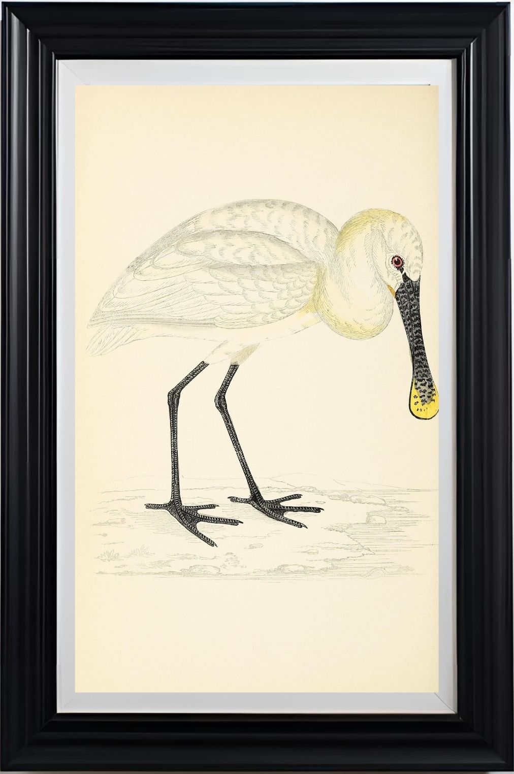 Spoonbill