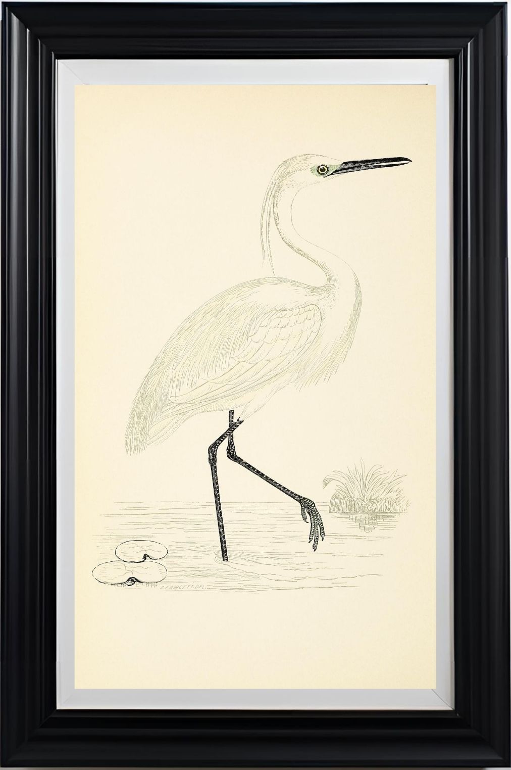Little Egret