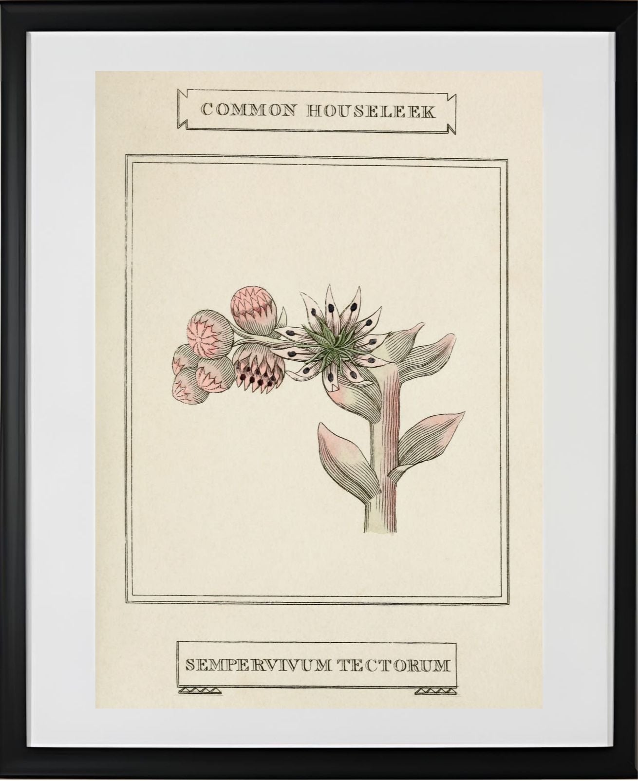 Common Houseleek