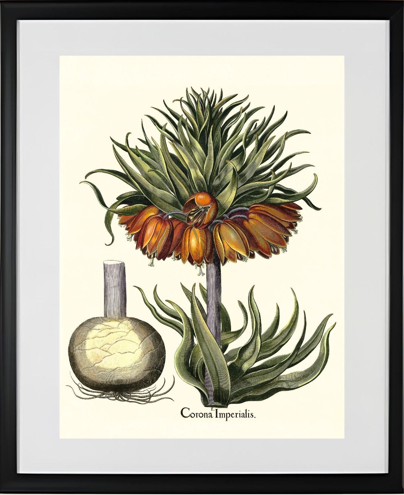 Crown-imperial fritillary
