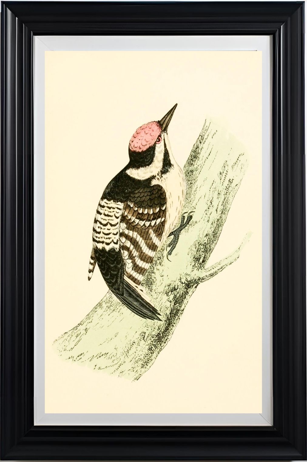 Lesser Spotted Woodpecker