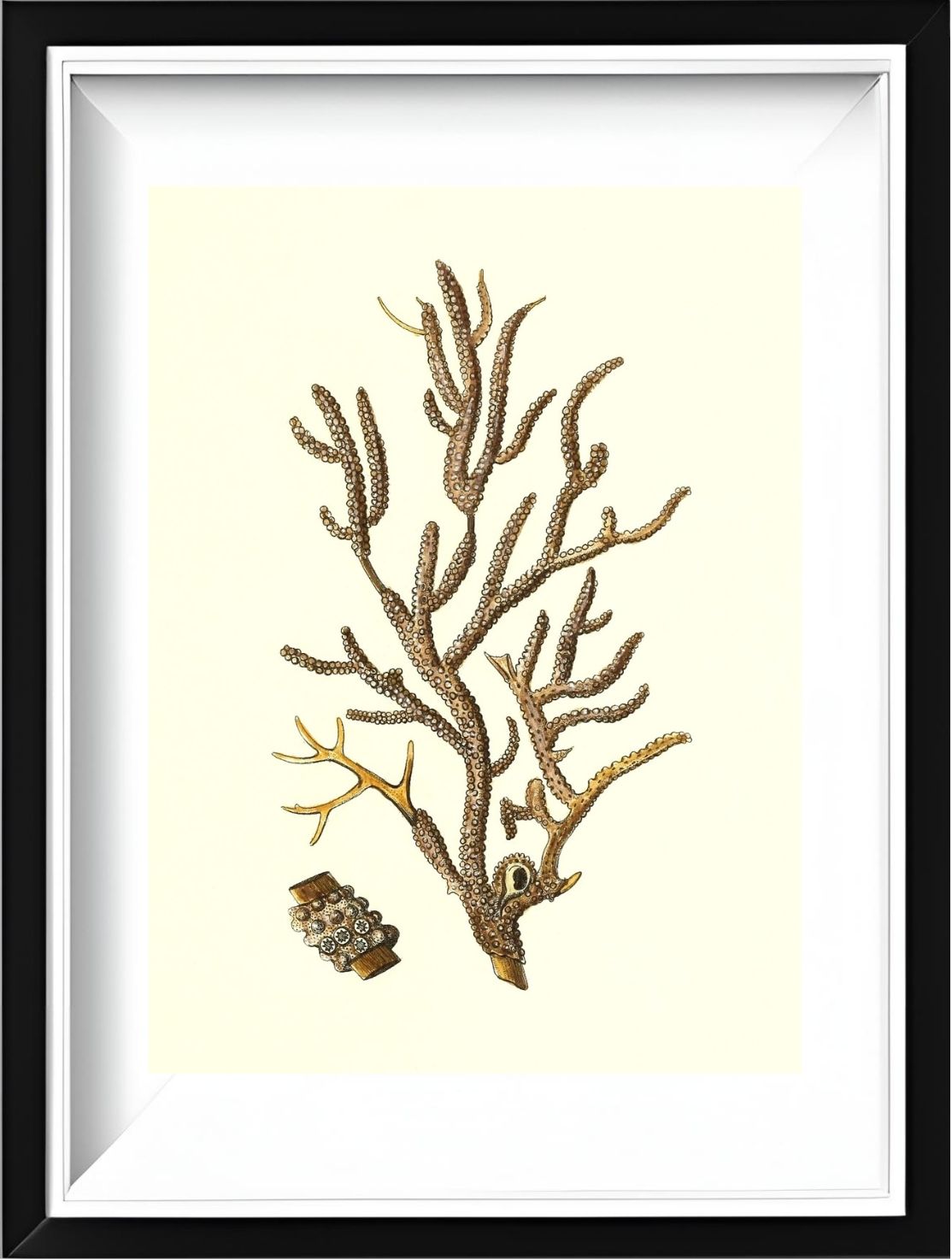 Gorgonia placomus 4