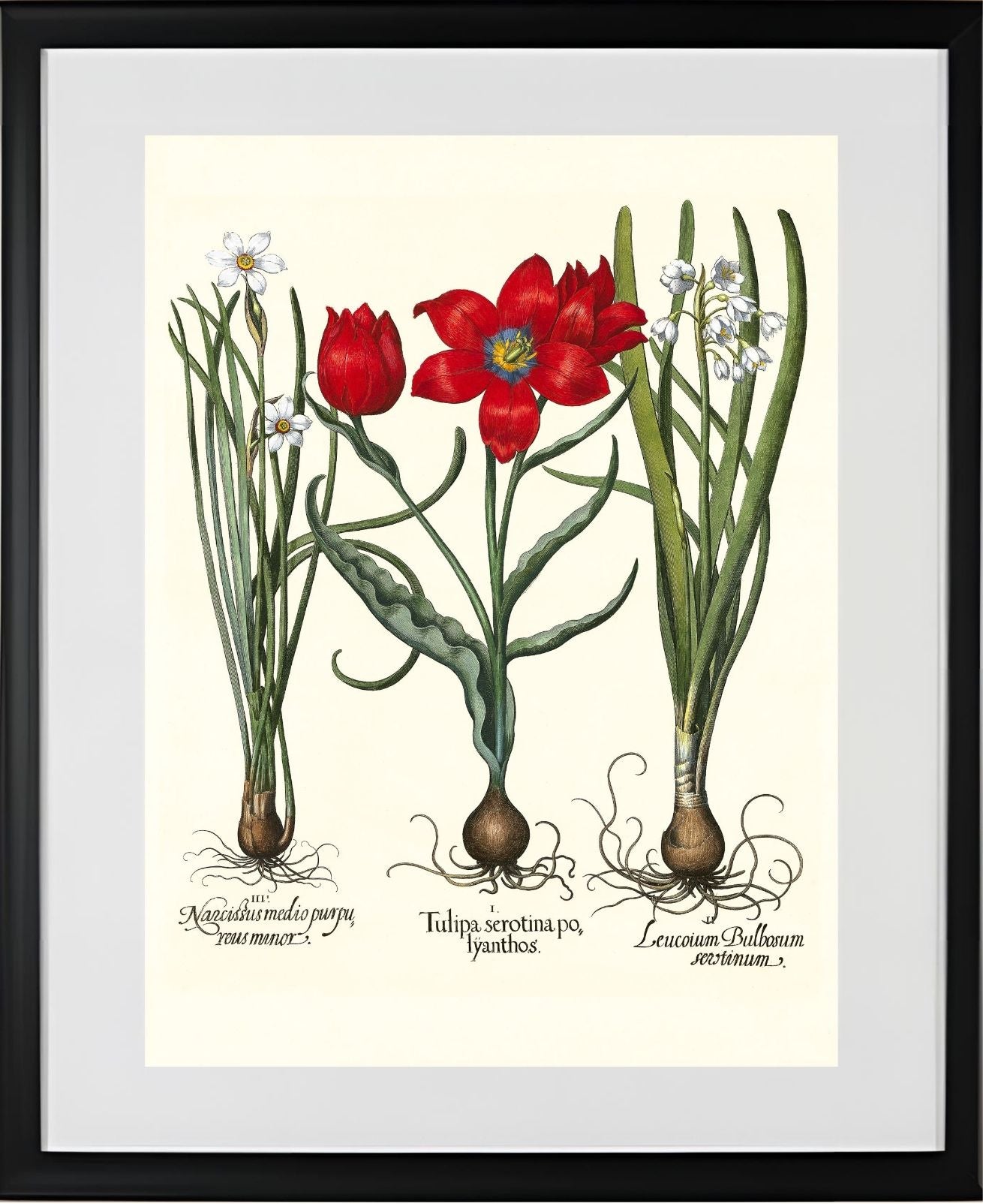 Late multiflorous red tulip, Summer snowflake, et al