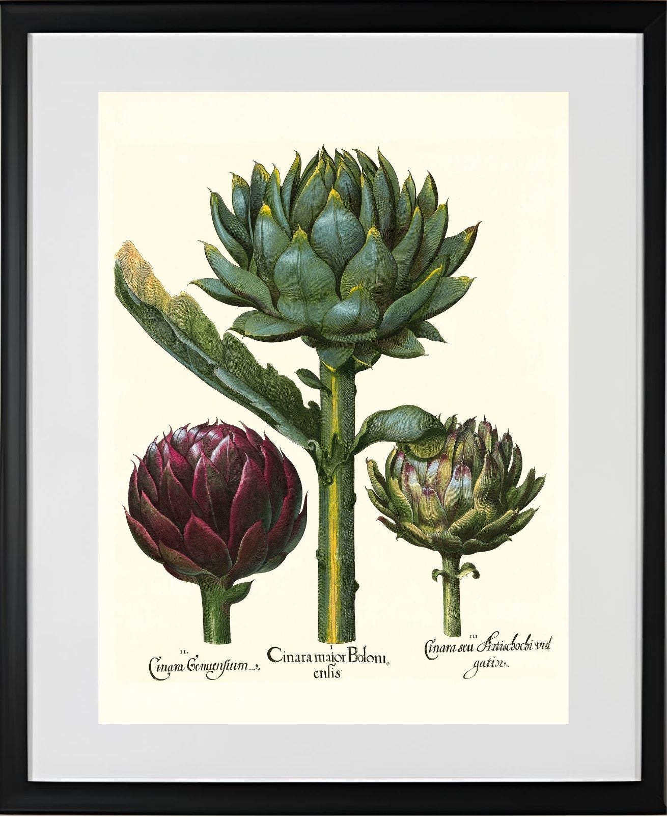 Artichoke heads
