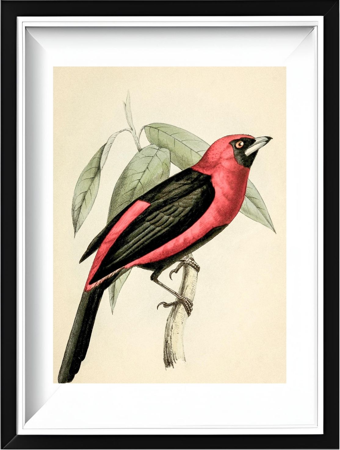 Black-Masked Tanager