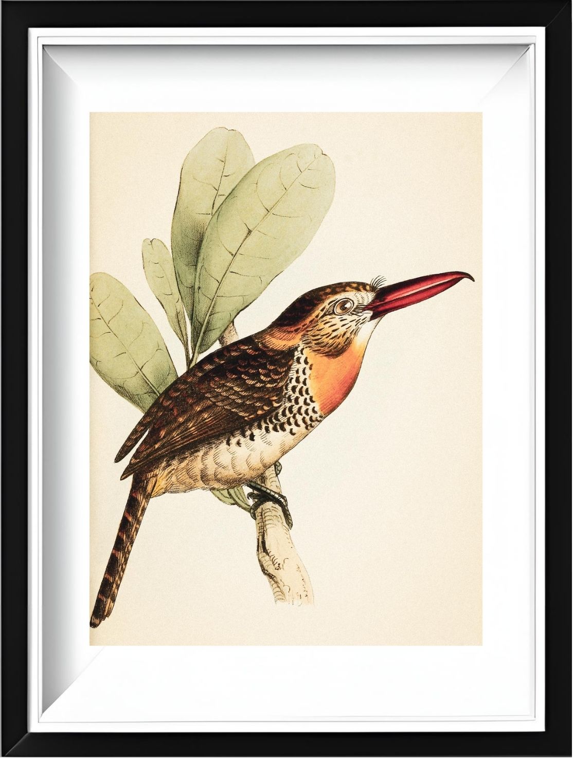 Long-Bill'd Puff Bird