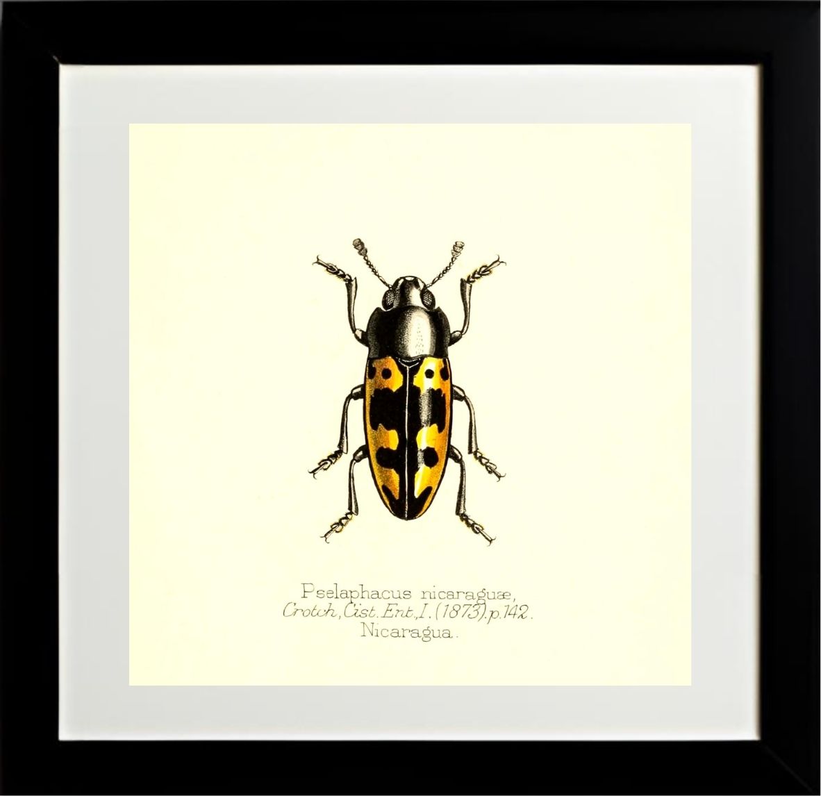 Pselaphacus Nicaraguae