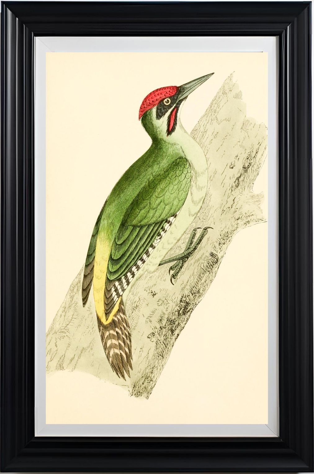 Green Woodpecker