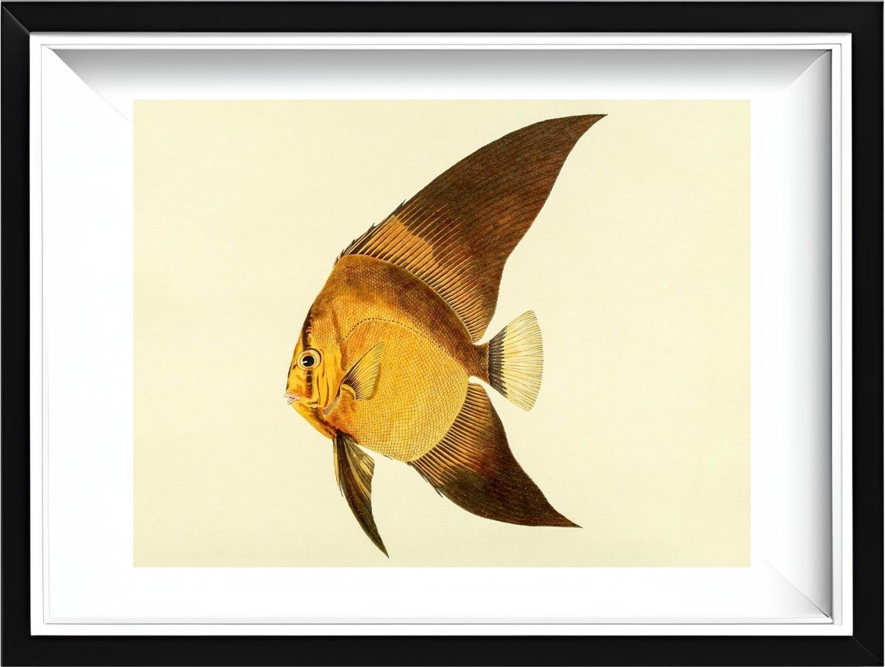 Chaetodon Vespertilio