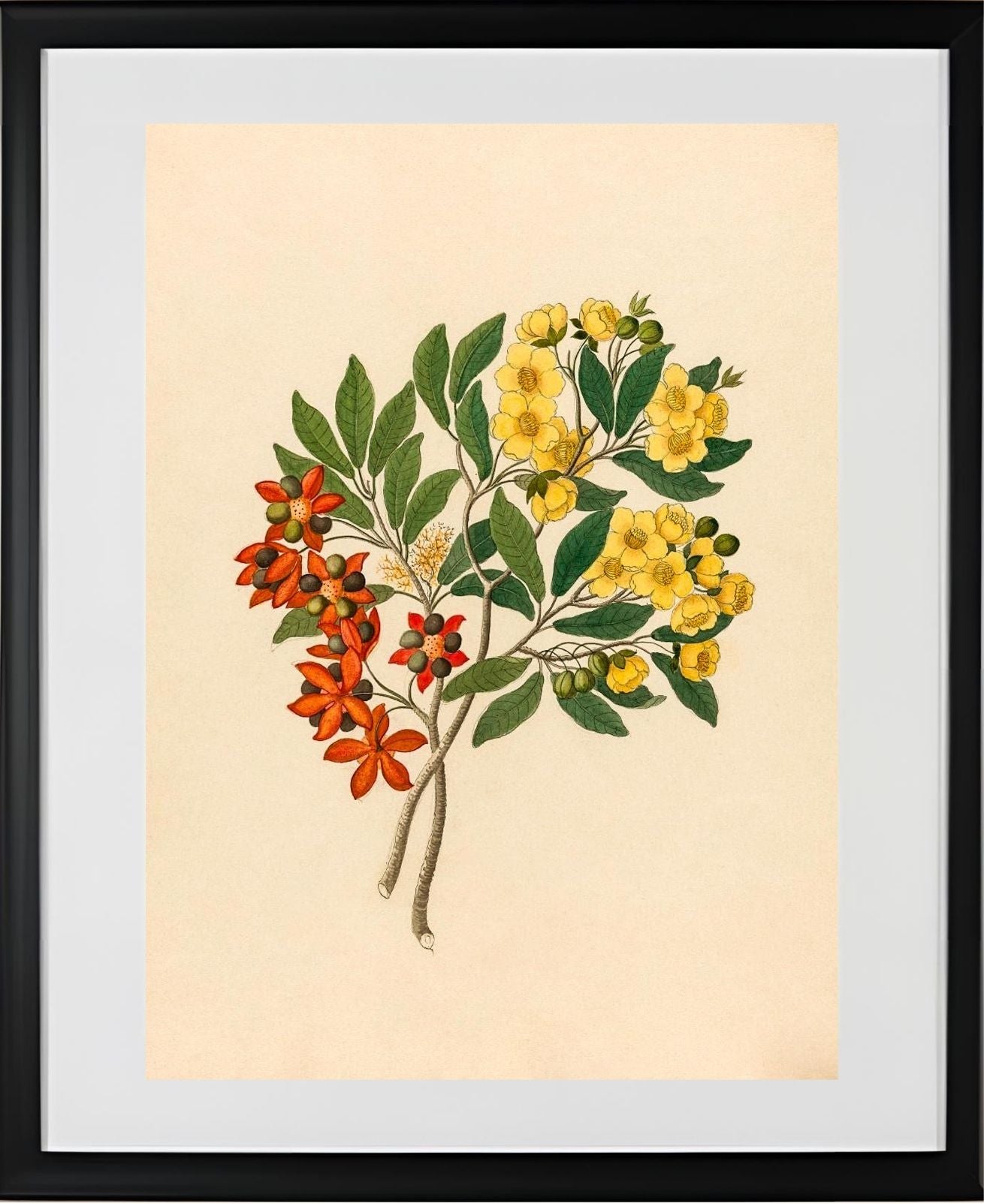 Icosandria Monog. (Ochna Arborea)
