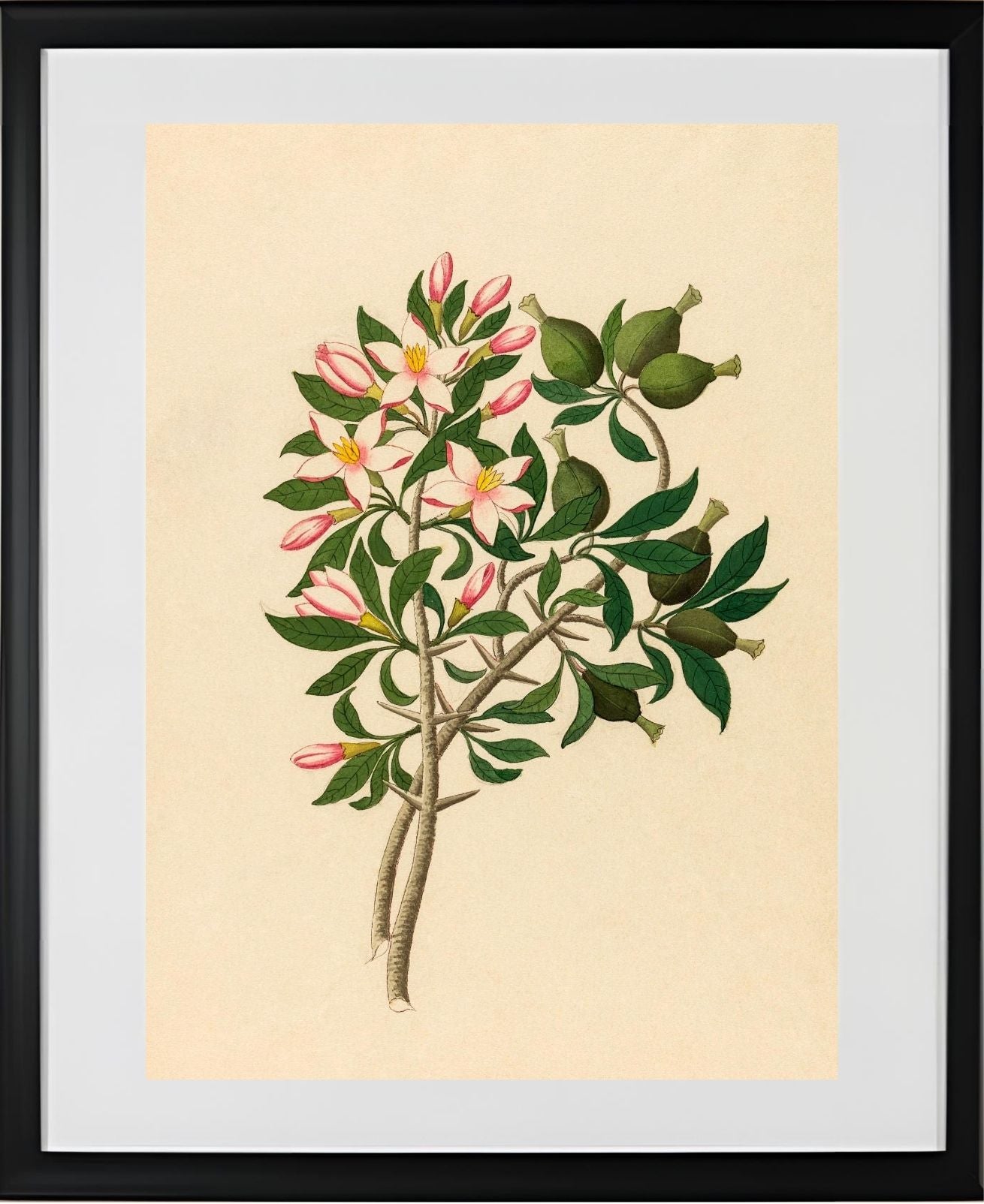 Gardenia Nov. Sp. (Hyperacanthus Amoenus)