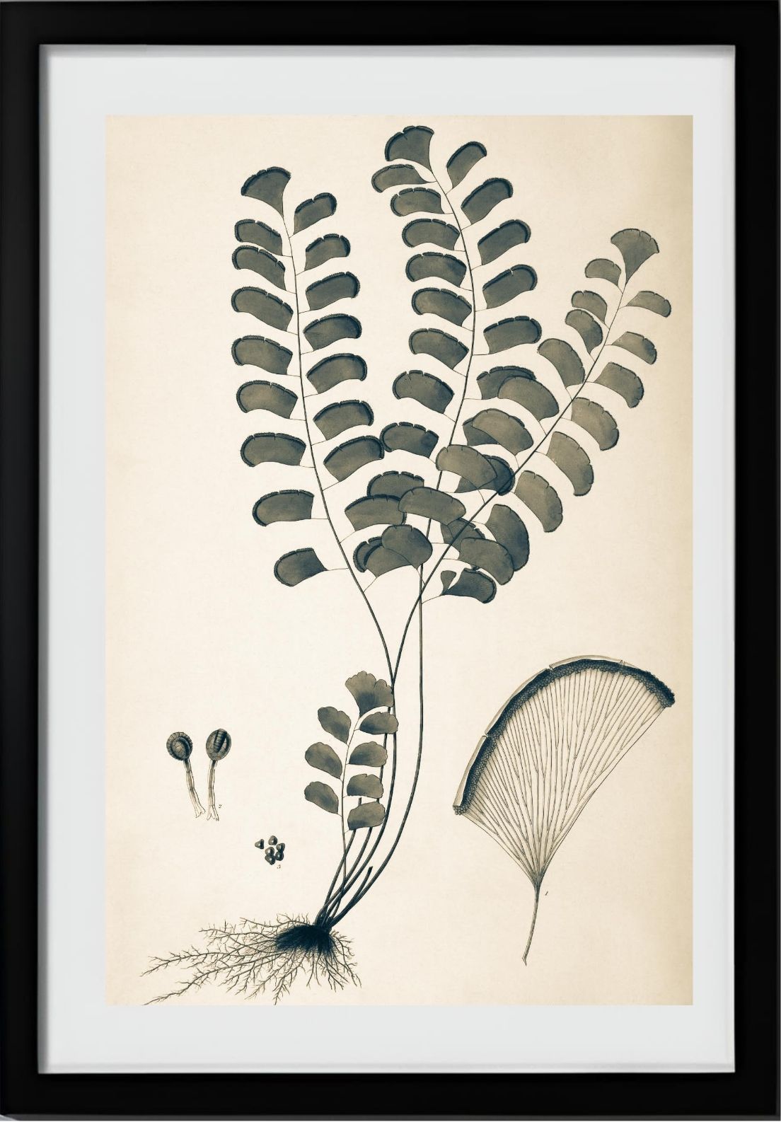 Adiantum Lunulatum